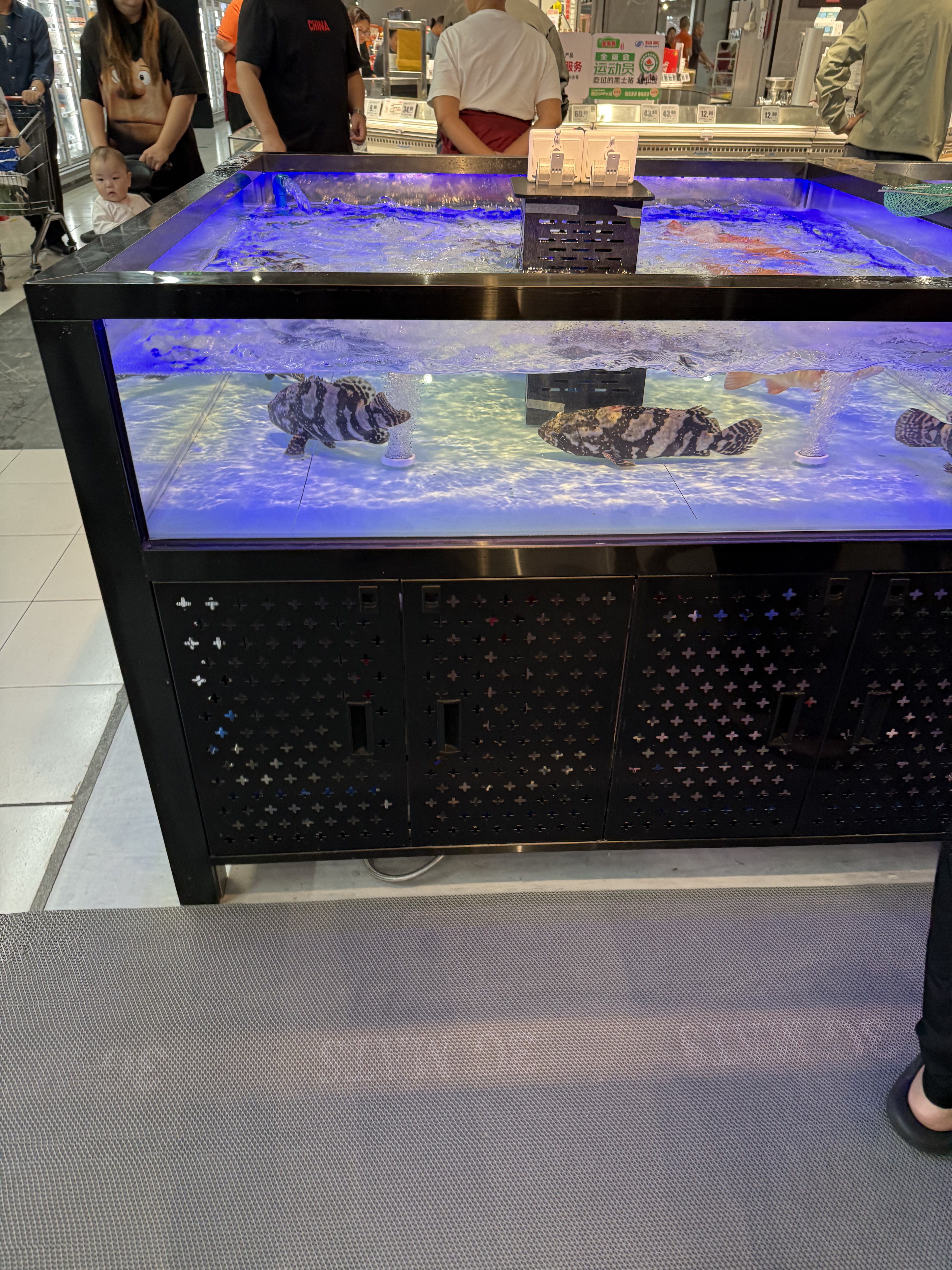 Peixes vivos